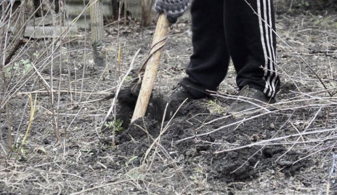 Корчевание молодой поросли