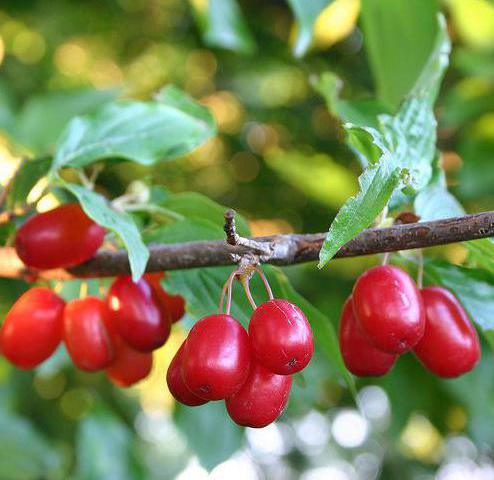 косточки кизила полезные свойства применение и лечение