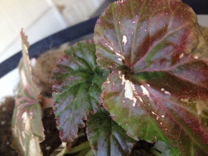 краснеют листья у бегонии