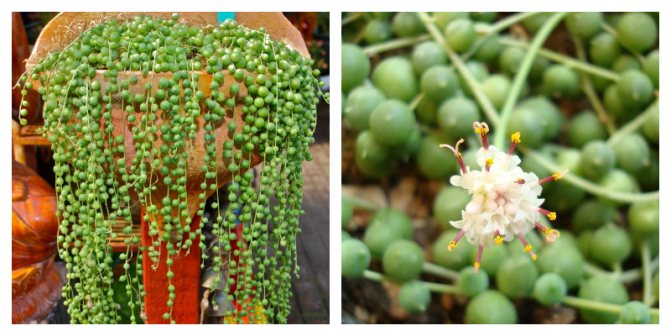 Крестовник или Сенецио: выращиваем дома и в саду