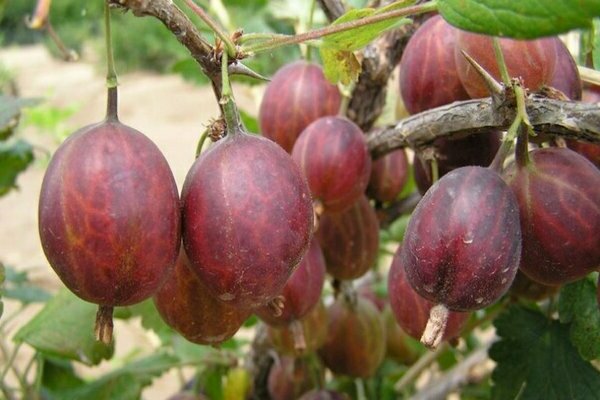 Крыжовник Финик