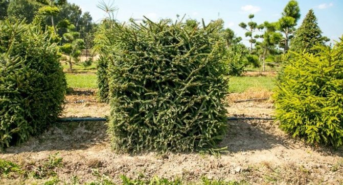 Кубическая форма ели