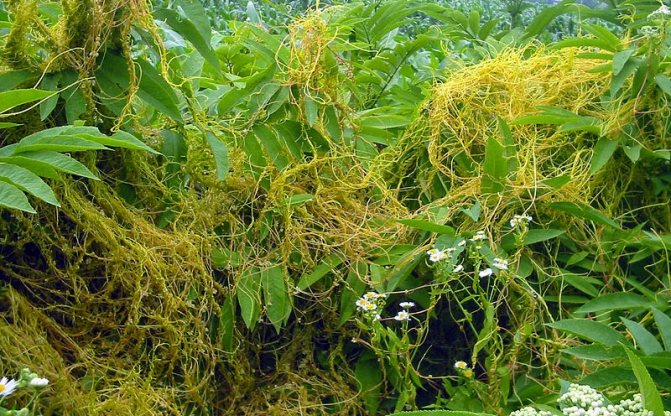 Культуры, зараженные паразитом, в лучшем случае не дадут максимального урожая, а в худшем — погибнут