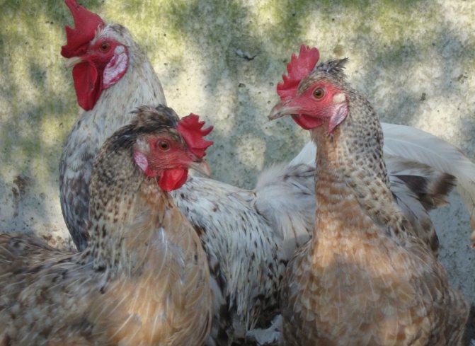 Куры Легбар