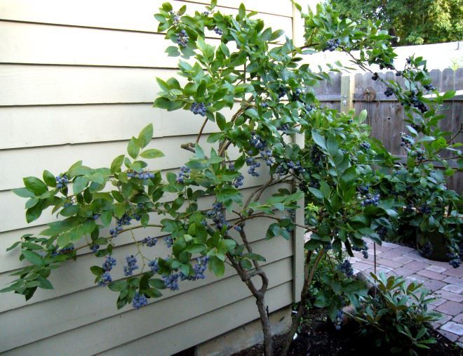 куст голубики у стены дома