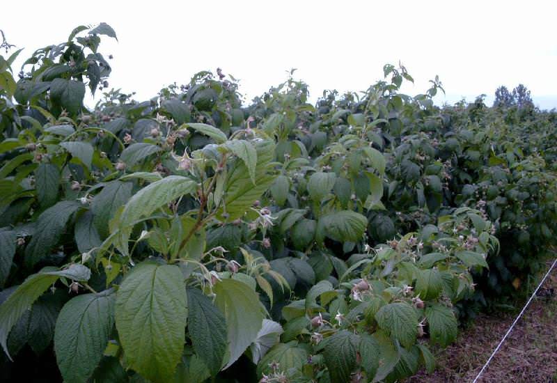 Куст малины Кумберленд в течение 20 лет может обходиться без пересадки