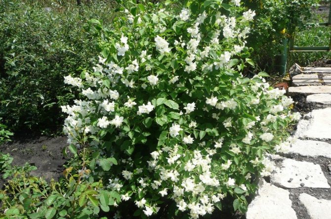 Куст жасмина