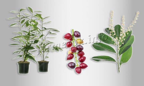 Лавровишня – это невысокая, вечнозеленая культура