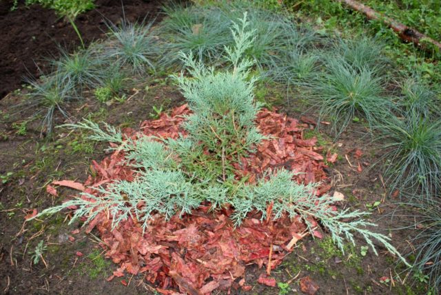 Лиственница Пендула на штамбе: посадка и уход