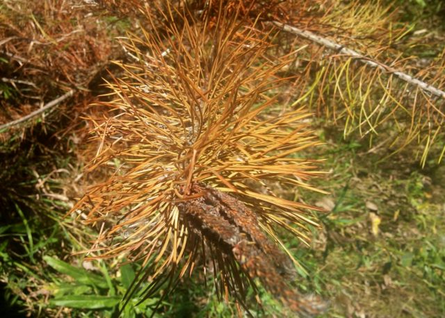 Лиственница Пендула на штамбе: посадка и уход