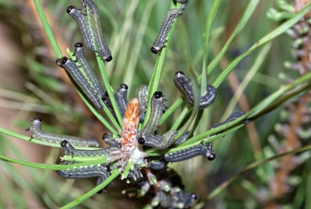Лиственница Пендула на штамбе: посадка и уход