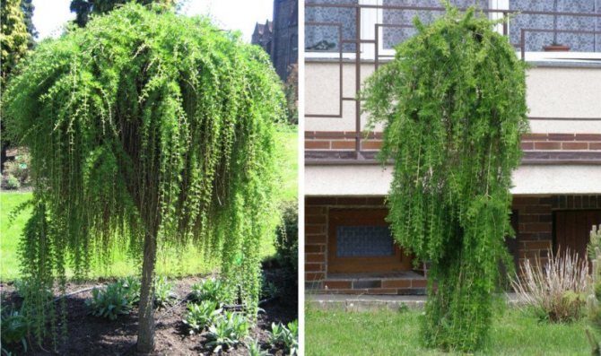 Лиственница Пендула