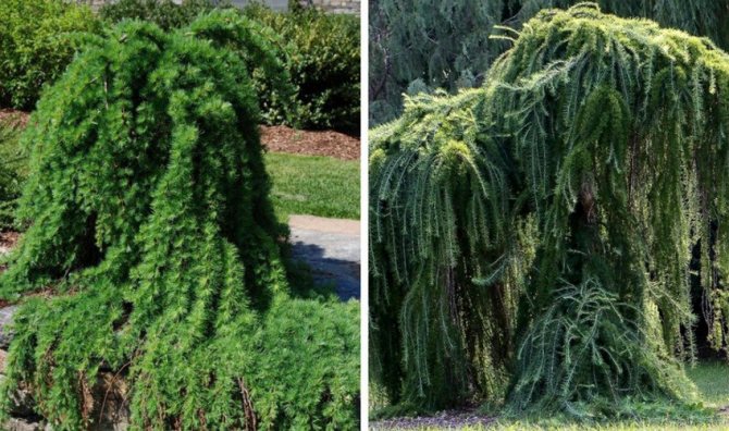 Лиственница Пендула