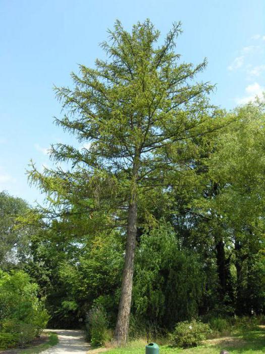 лиственница сибирская сколько живет