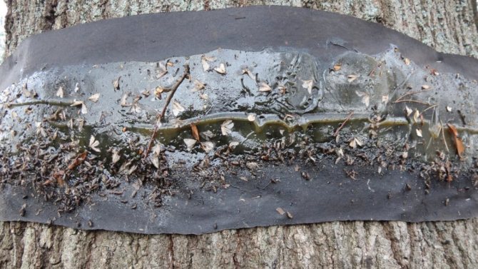 Ловчий пояс для деревьев