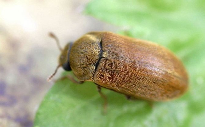 Малинный жук