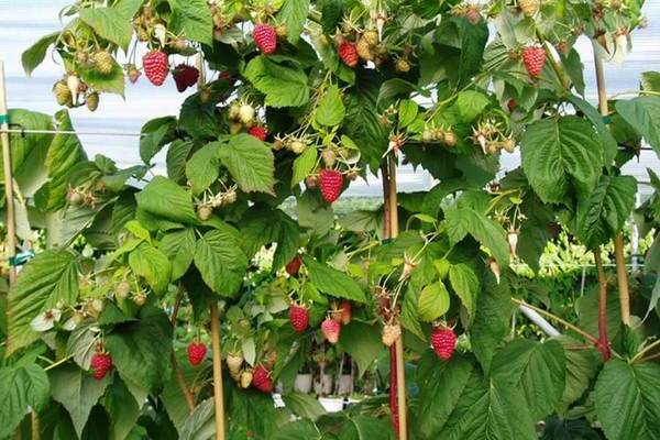 малиновое дерево