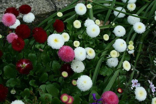 Маргаритки посадка семенами Маргаритка в саду фото