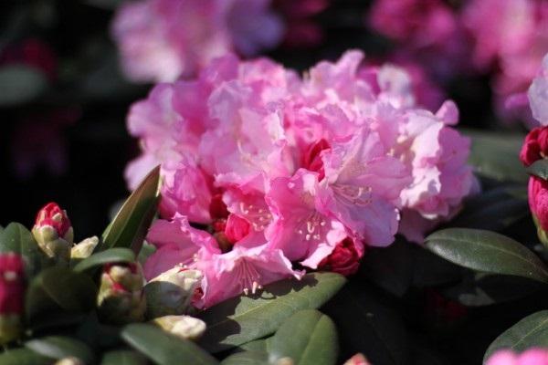 мохнатое цветение