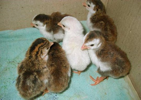 Молодняк цесарок