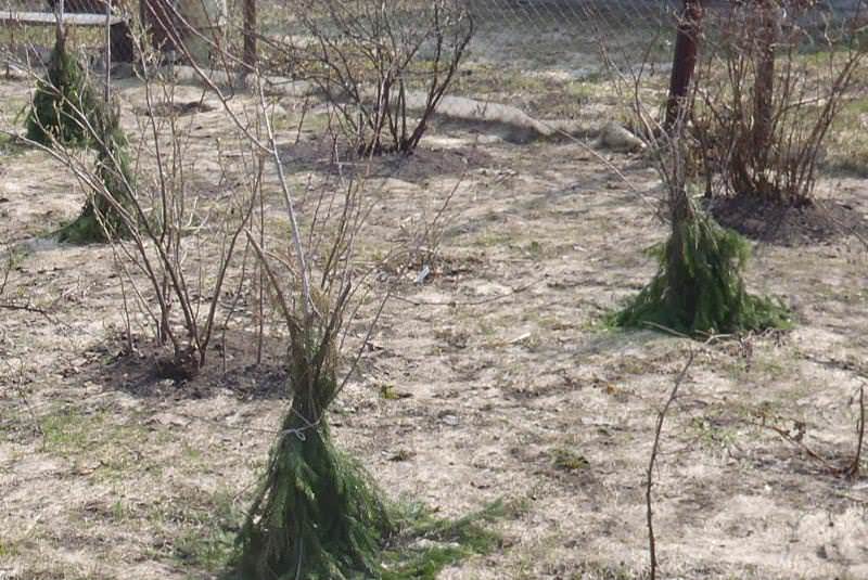 Молодые растения придется укрыть под зиму, после того как малина окрепнет, она сможет обходиться без укрытия