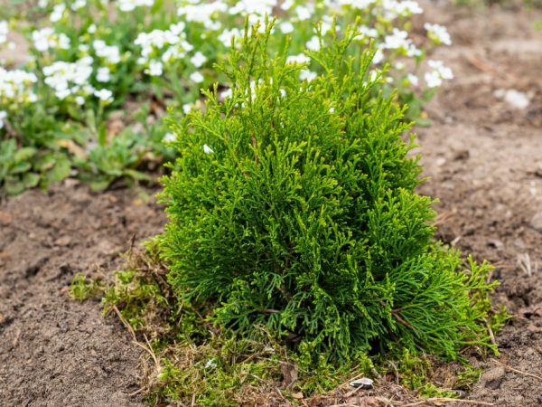Можжевельник Арнольд — благородный красавец