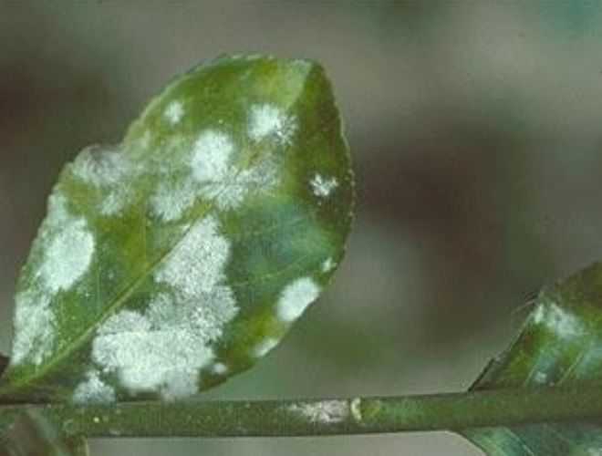 мучнистая роса