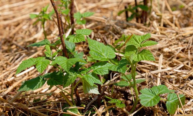 Мульчирование малины