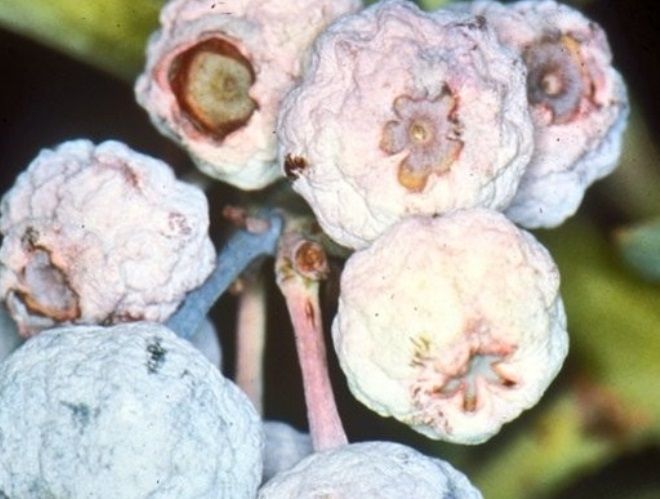 мумифицирование плодов