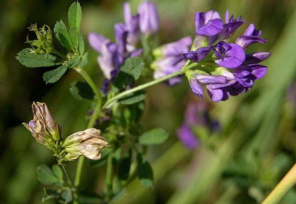 на фото люцерна