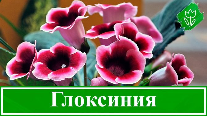 Нажмите, чтобы запустить видео