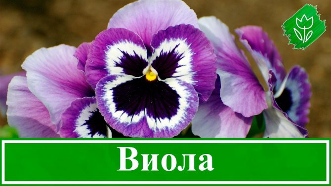 Нажмите, чтобы запустить видео