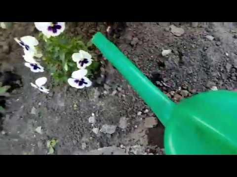 Нажмите, чтобы запустить видео