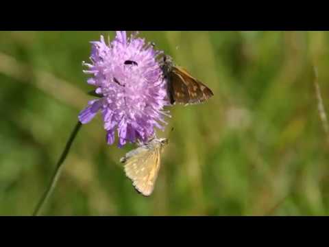 Нажмите, чтобы запустить видео