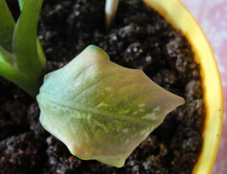 Неправильный полив диффенбахии может привести к пожелтению листьев растения