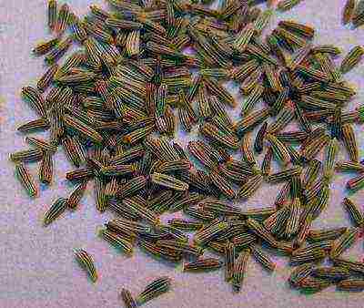 нивяник крейзи дейзи посадка и уход в открытом грунте