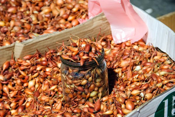 Обработка лука перед посадкой – способы, методы