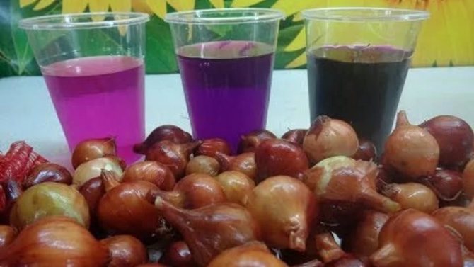 Обработка лука перед посадкой – способы, методы