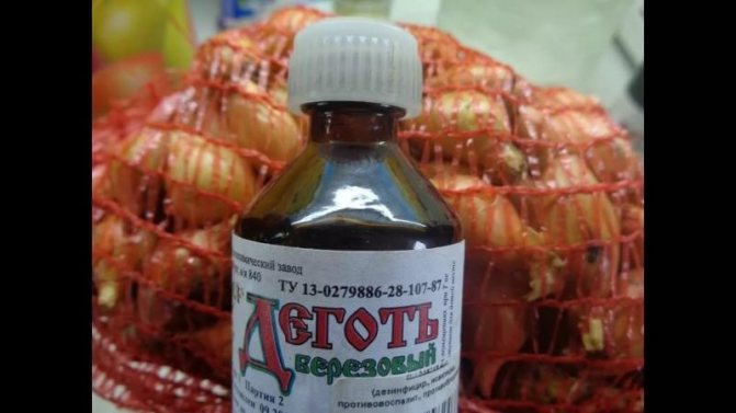 Обработка лука перед посадкой – способы, методы