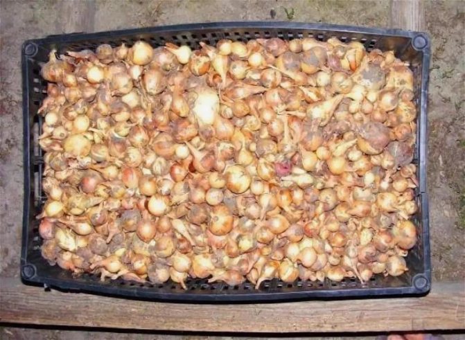 Обработка лука перед посадкой – способы, методы