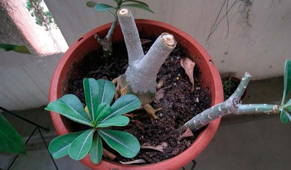 Обрезка верхушки суккулента