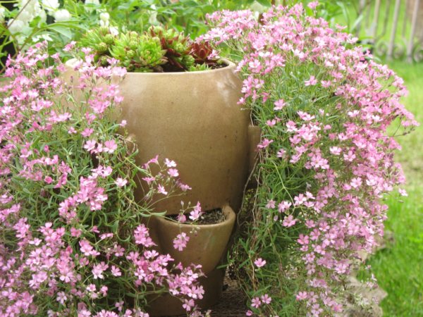 однолетняя