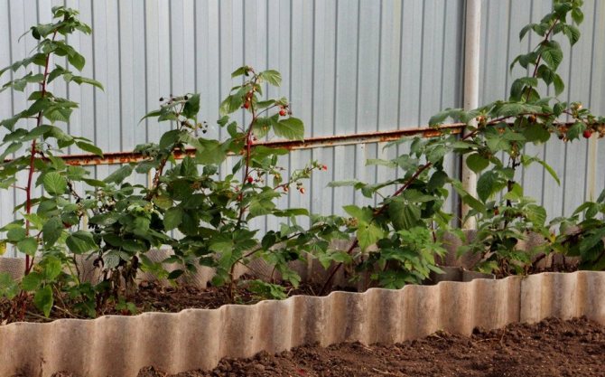 Ограждение малинника