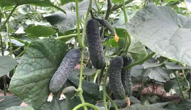 Огурцы Лютояр f1