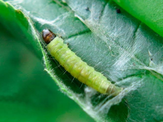 опасные насекомые