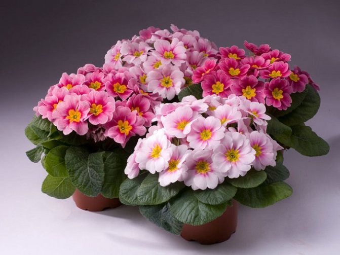 Описание цветка