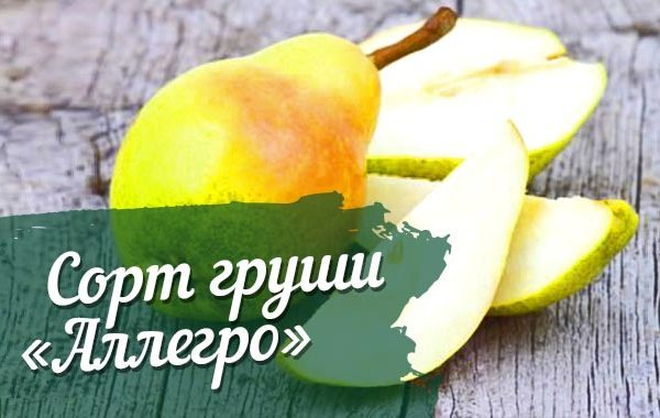 Описание и характеристика сорта