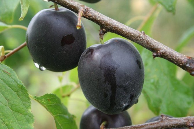 Описание сорта абрикоса Черный Бархат