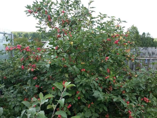 Описание сорта яблони Серебрянное копытце