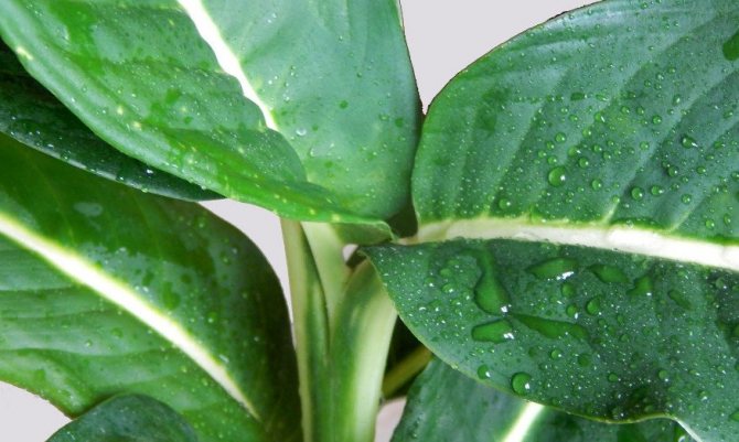 Опрыскивание